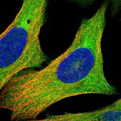 KIAA1958 Antibody, Novus Biologicals:Antibodies:Primary Antibodies